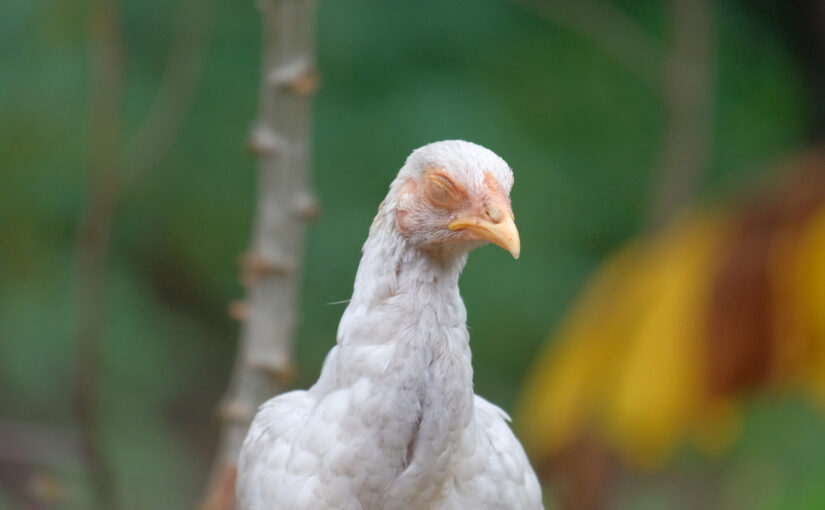 blind-young-teeanger-chicken